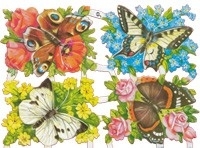 vlinderplanten-top 50