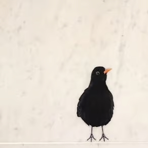 Merel | Muur-, Camperstickers