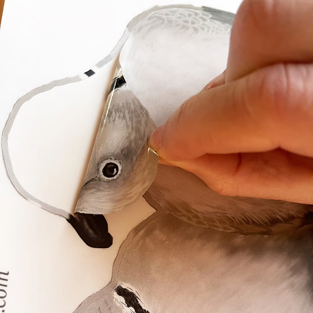 Turkse Tortels | dubbelzijdige Raamsticker