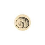 Land Snail Shell Small 13 mm