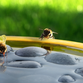 Bee & butterfly bath