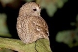 Tawny Owl Nest Box