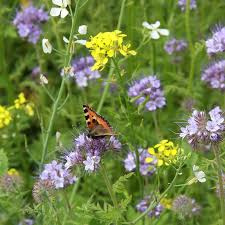 Zaaitips: Bloemenzaadjes voor de bij