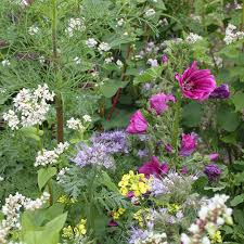 Zaaitips: Bloemenzaadjes voor de bij