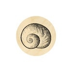 Land Snail Shell Large 19 mm