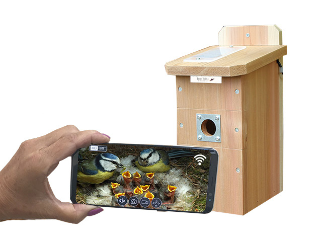 wifi bird box