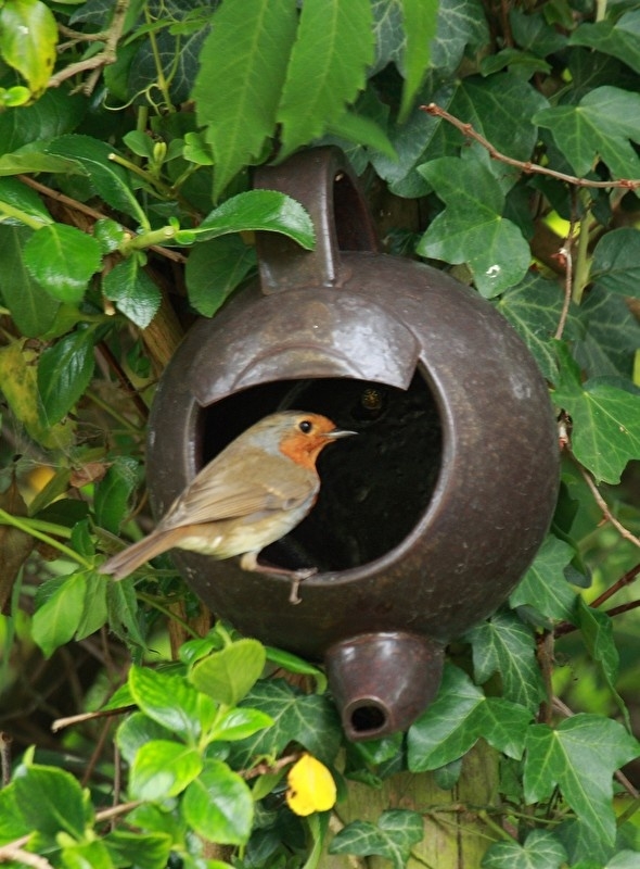 hoekpunt Rondsel tweede Roodborst theepotnest | NESTKASTEN voor vogels | Hortus Vitalis - de  levendige tuin