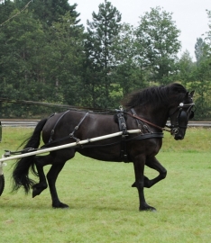 Ideal Fries enkelspan Leidsels