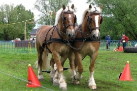 Ideal Trekpaard tweespan Schoftjes