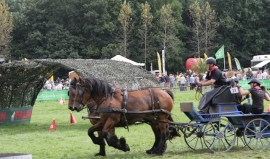 Ideal Trekpaard tweespan lederen Leidsels