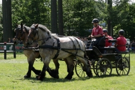 Ideal Trekpaard tweespan Broeken