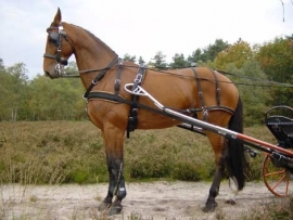 Ideal WebTech enkelspan Pony