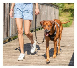Trixie Hondentuig Premium Active Roest