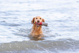 Trixie Aqua Toy Vuurtoren Aan Koord