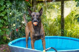 Fountain Doggy Pool