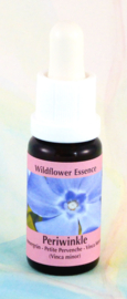 Essence de Pervenche (Vinca minor) - Flacon de stockage 15ml