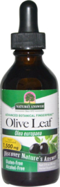 Feuille d'olivier teinture mère sans alcool 60ml