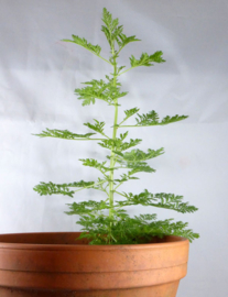 Artemisia annua 100 gr "Artemis"