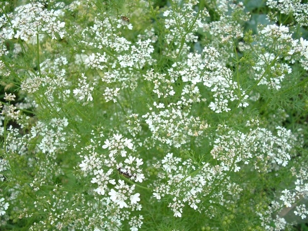 CORIANDRUM SATIVUM.jpg