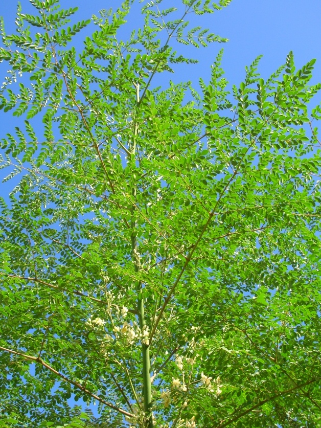 Moringa_oleifera.jpg