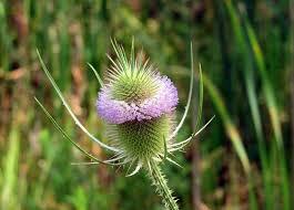 Teasel Root And Lyme Disease Treatment - Tired of Lyme