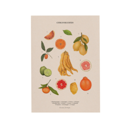 Lonneke Grimbergen A4 art print - Citrusvruchten
