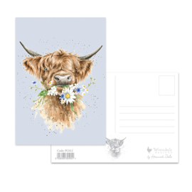 Wrendale postcard "Daisy Coo" - hooglander