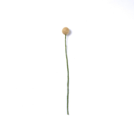 Bloem vilt craspedia S groenbeige