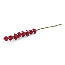Bloem vilt lupine cerise
