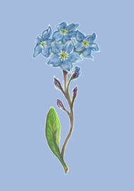 greeting card forget me not