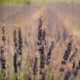 cottoncounts houten onderzetter | "Lavendel"