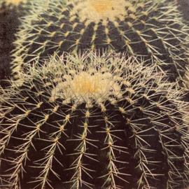 cottoncounts houten onderzetter | "cactus"