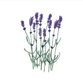 Wenskaart days of bloom | lavendel