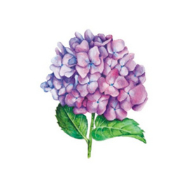 Wenskaart days of bloom | hortensia