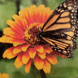 cottoncounts houten onderzetter | "monarch vlinder op bloem"