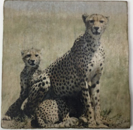 cottoncounts houten onderzetter | Cheetah