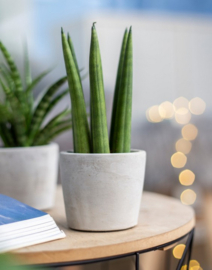 DK planten potje | Beton