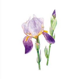 Wenskaart days of bloom | Iris