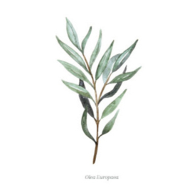 wenskaart days of bloom | olea europaea