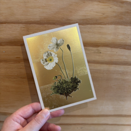 ohh deer wenskaart klaproos wit