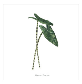 wenskaart days of bloom | alocasia zebrina