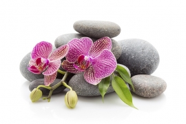 Hotstone massage Cursus (Semi Prive / in 1 dag) € 175,00 (25% Aanbetaling) - (datum op afspraak)