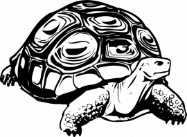 schildpad sticker F2-246