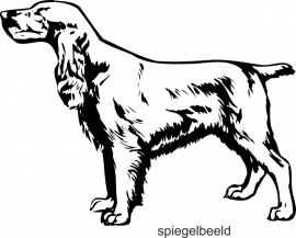 cocker spaniel F2-095 spiegelbeeld  prijs vanaf