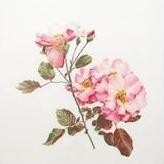 Pink Roses - Rosa Leersum
