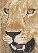 Leeuw - Close Up - Lion - aida