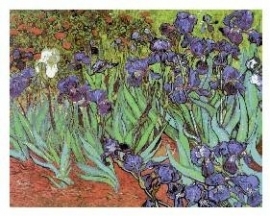 CSPG - Vincent van Gogh - Irissen - Irises