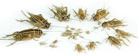 Huiskrekels