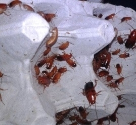 Redrunners (shelfordella Tartara)