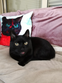 Black red velvet cushion cover Cat RUBY BLACK